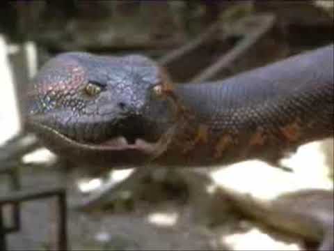 anaconda full movie 4